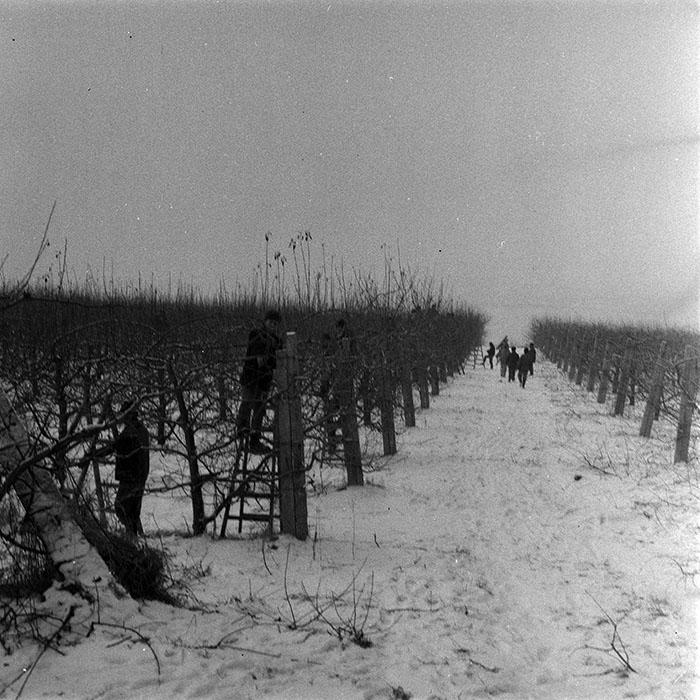 minerva_1986-1987_agrar_c6r3_006