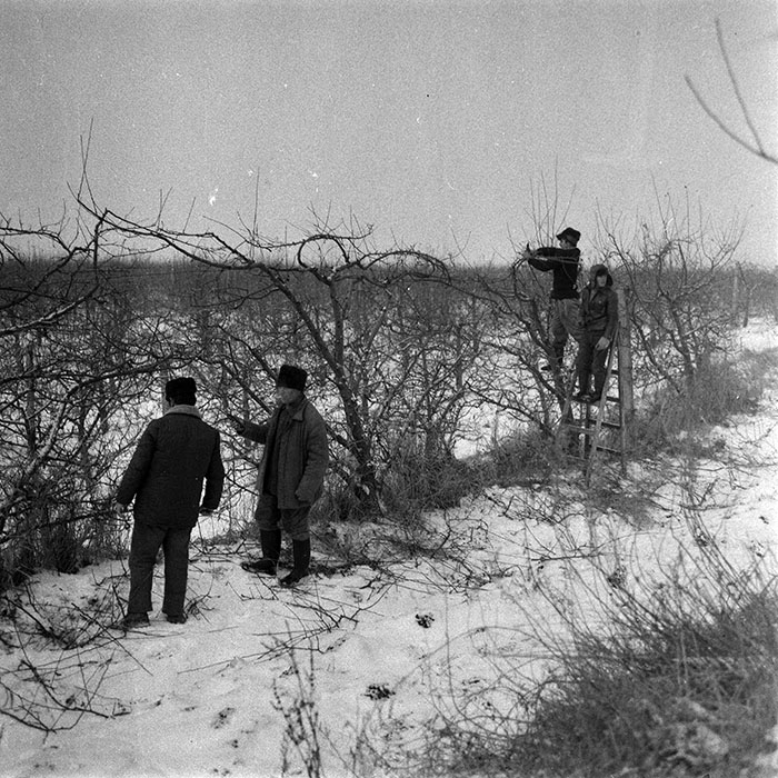 minerva_1986-1987_agrar_c6r3_012