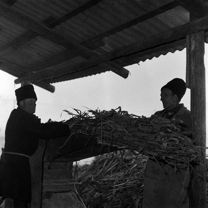 minerva_1986-1987_agrar_c6r5_007