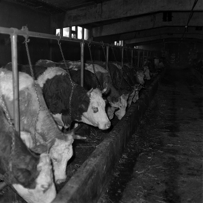 minerva_1986-1987_agrar_c6r5_009