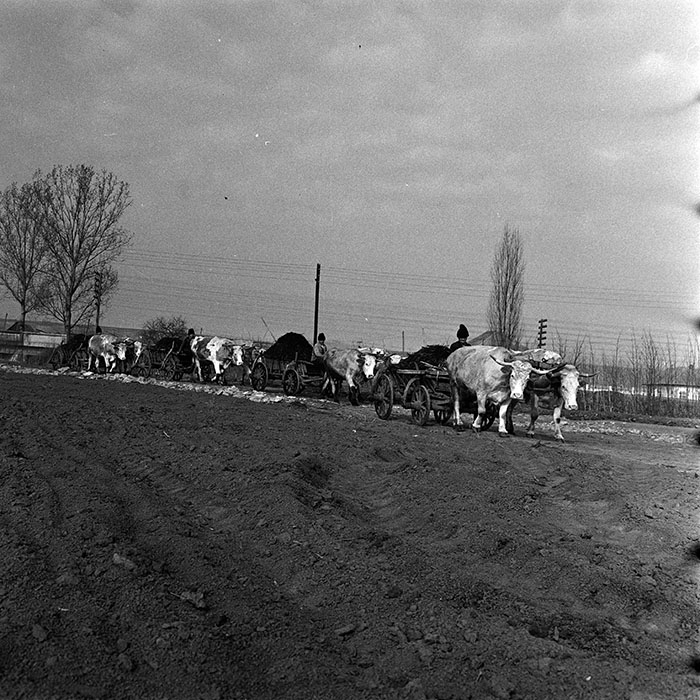 minerva_1986-1987_agrar_c6r5_014