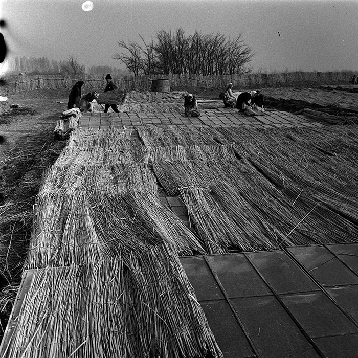 minerva_1986-1987_agrar_c6r5_015