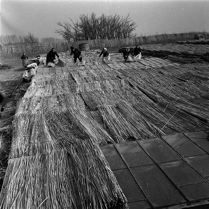 minerva_1986-1987_agrar_c6r5_016