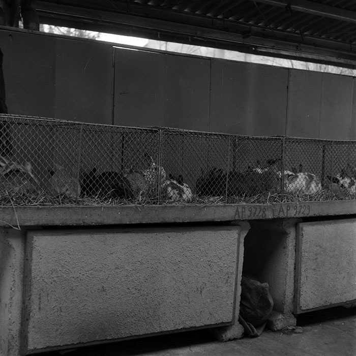 minerva_1986-1987_agrar_c7r1_024