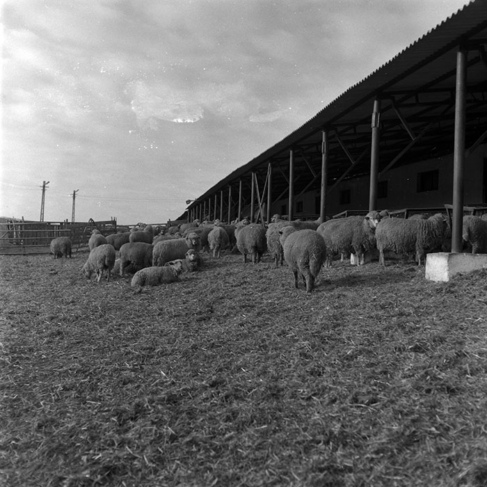 minerva_1986-1987_agrar_c7r2_001