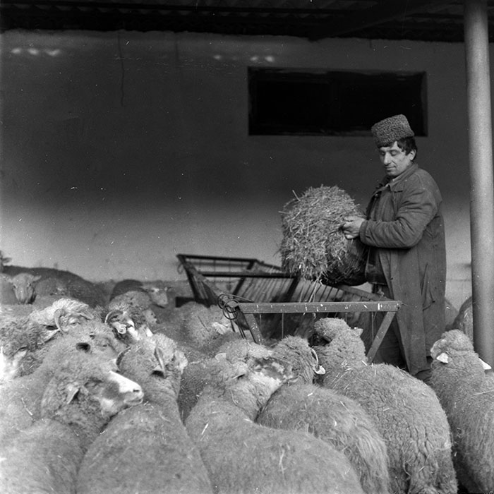 minerva_1986-1987_agrar_c7r2_003