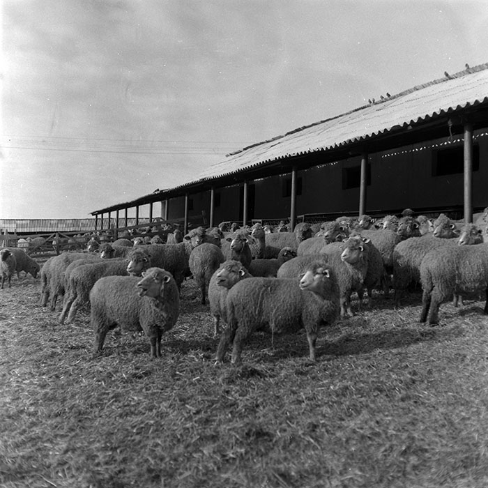 minerva_1986-1987_agrar_c7r2_005