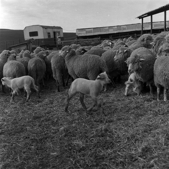 minerva_1986-1987_agrar_c7r2_006