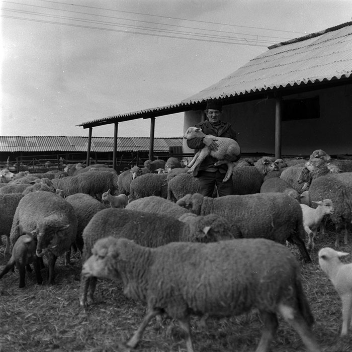 minerva_1986-1987_agrar_c7r2_008