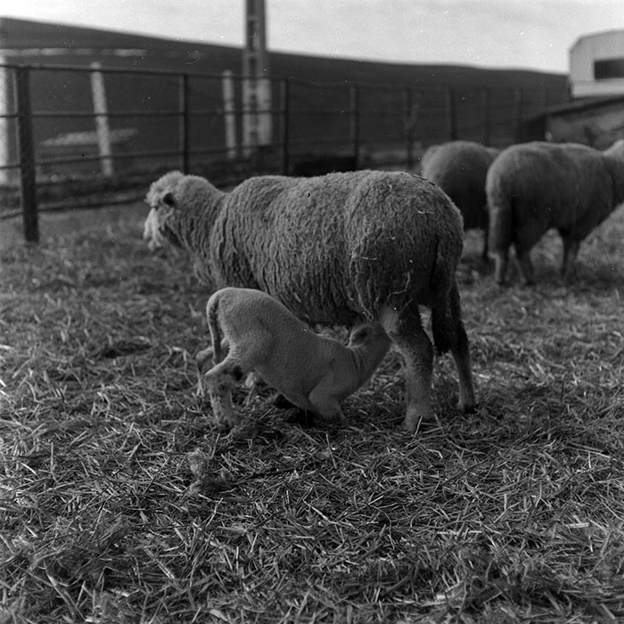 minerva_1986-1987_agrar_c7r2_009