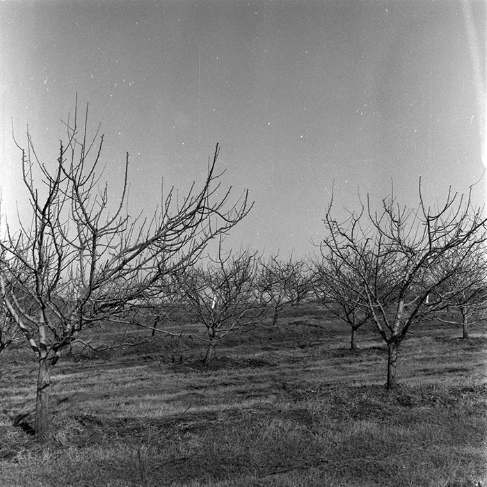 minerva_1986-1987_agrar_c7r2_014