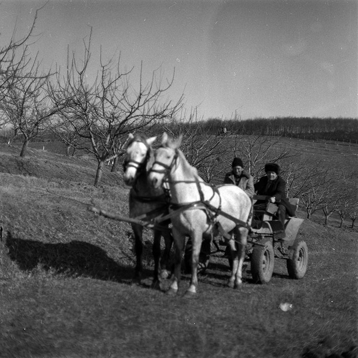 minerva_1986-1987_agrar_c7r2_018