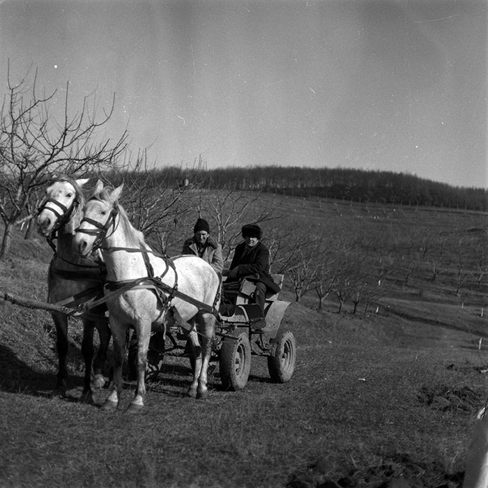 minerva_1986-1987_agrar_c7r2_019