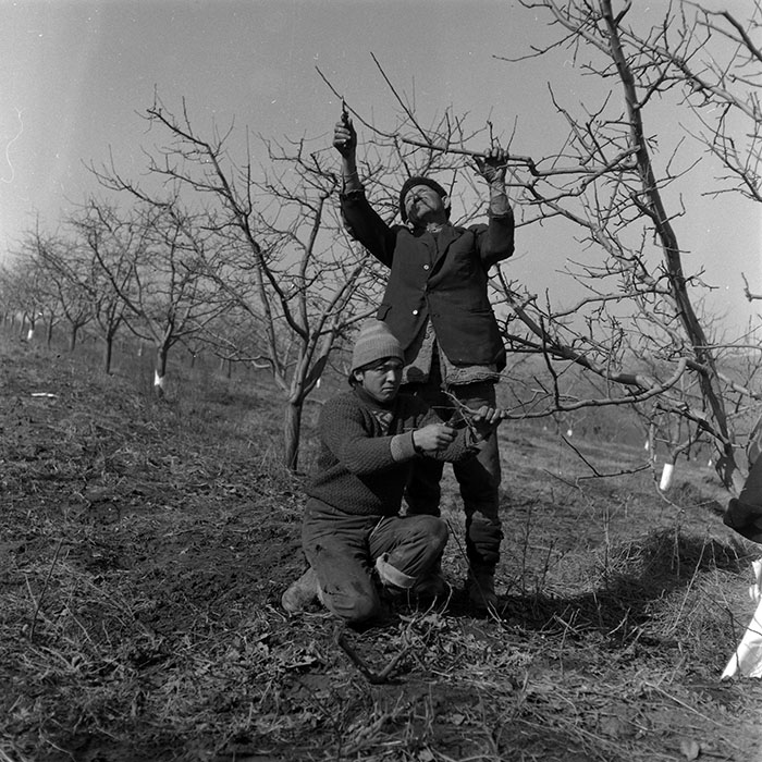 minerva_1986-1987_agrar_c7r2_021