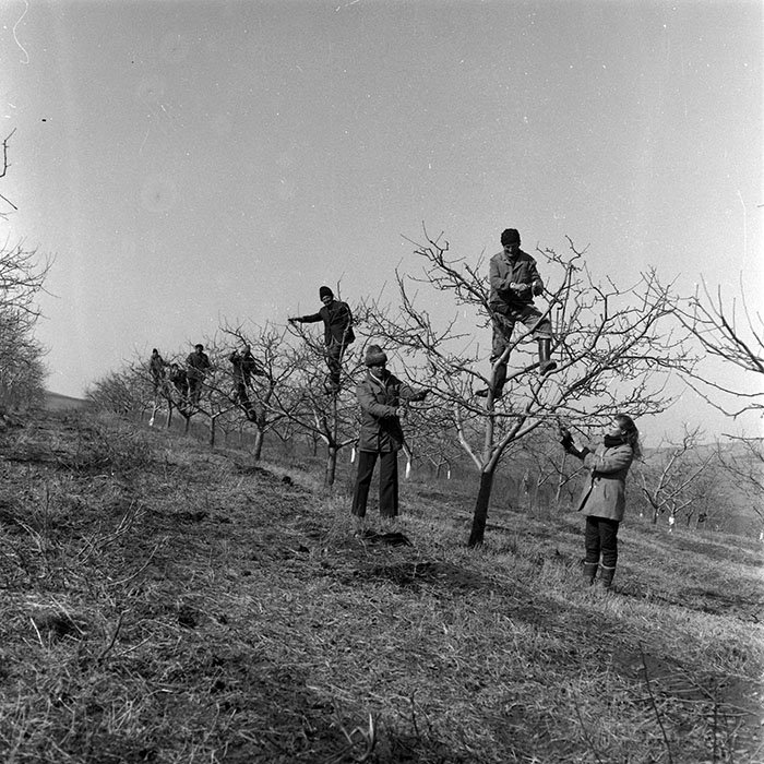 minerva_1986-1987_agrar_c7r2_022