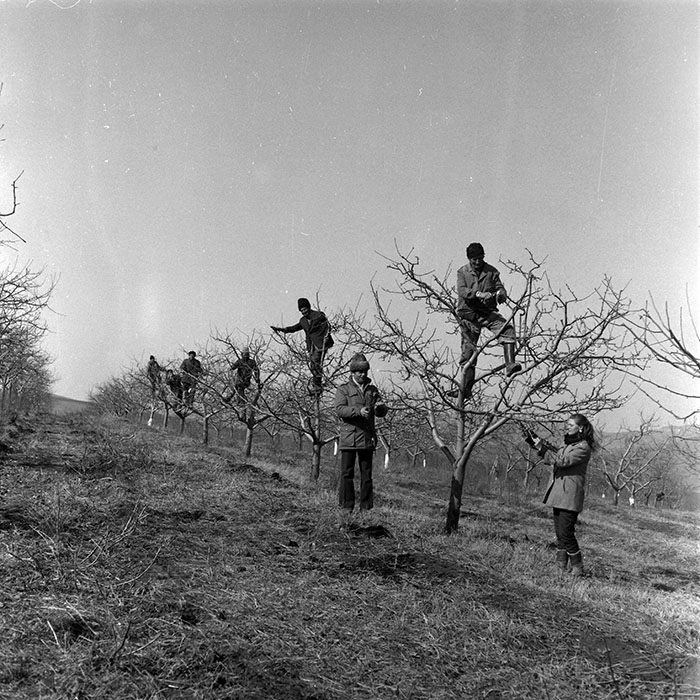 minerva_1986-1987_agrar_c7r2_023