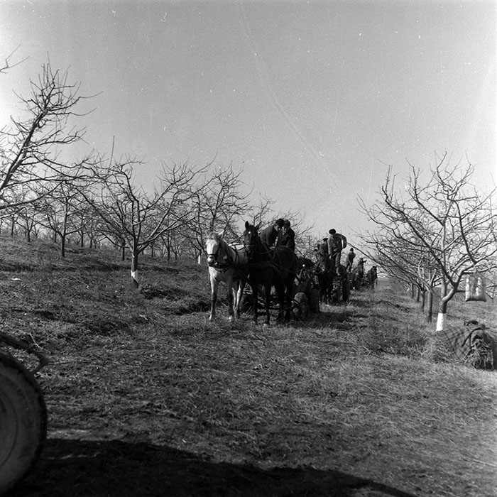 minerva_1986-1987_agrar_c7r2_025