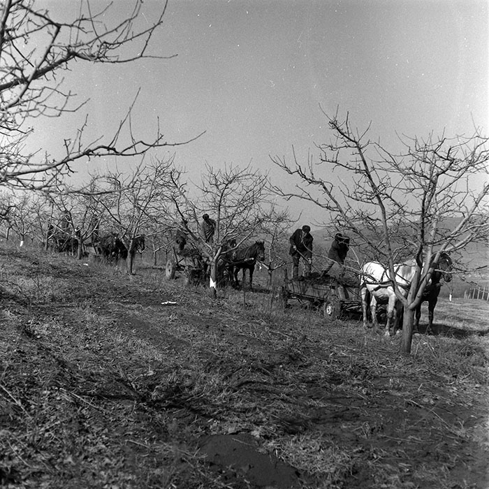 minerva_1986-1987_agrar_c7r2_026