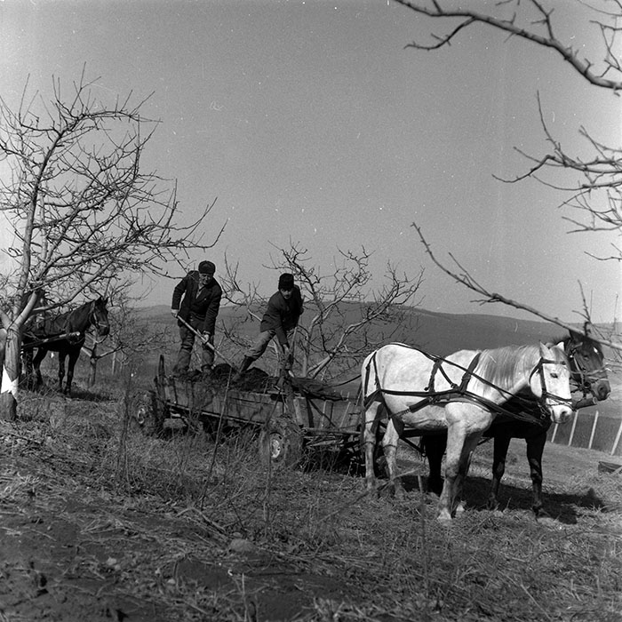 minerva_1986-1987_agrar_c7r2_027