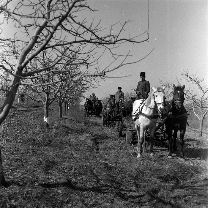 minerva_1986-1987_agrar_c7r2_028