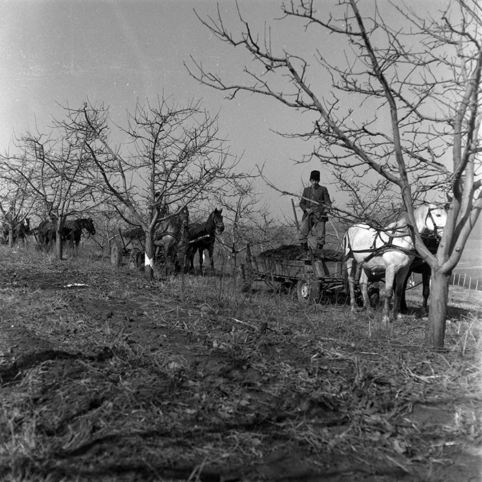 minerva_1986-1987_agrar_c7r2_029