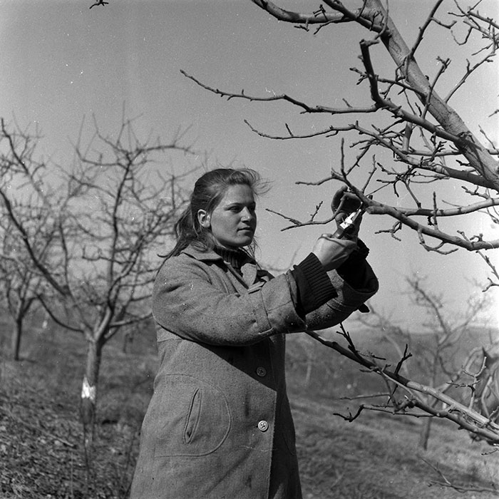 minerva_1986-1987_agrar_c7r2_030