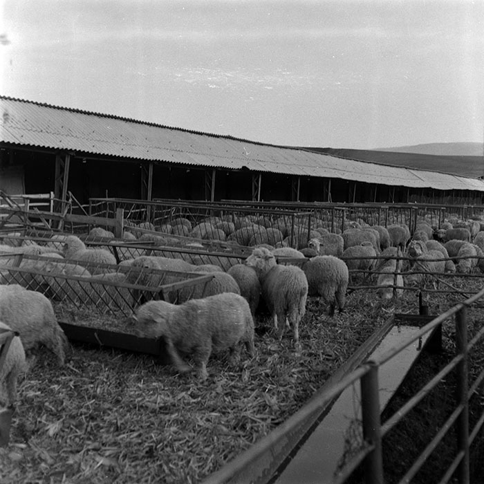 minerva_1986-1987_agrar_c7r2_032