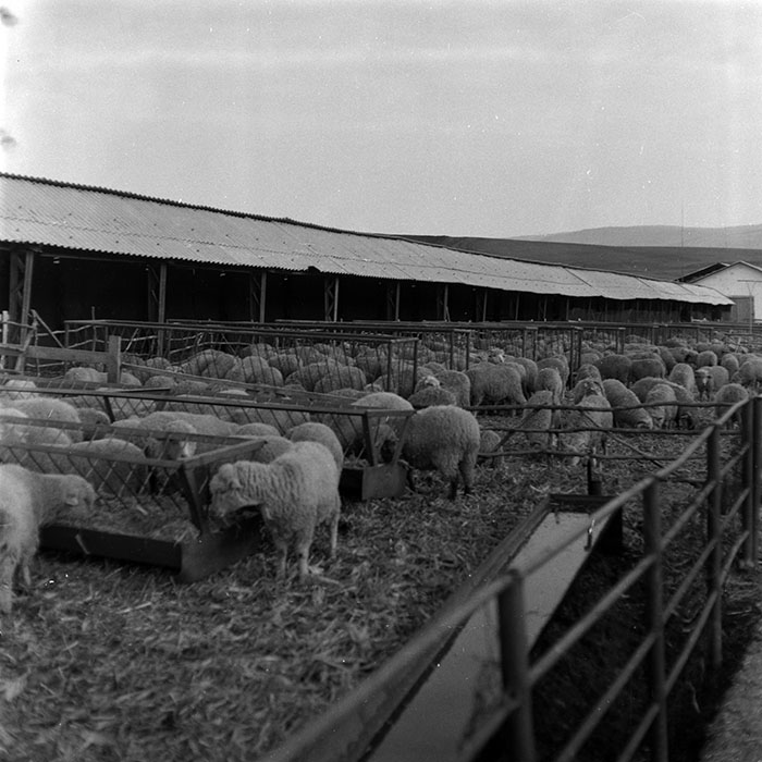 minerva_1986-1987_agrar_c7r2_033