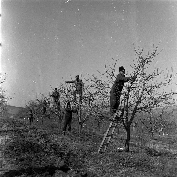 minerva_1986-1987_agrar_c7r2_036