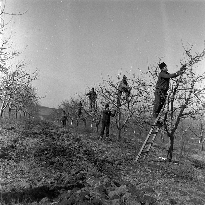 minerva_1986-1987_agrar_c7r2_037