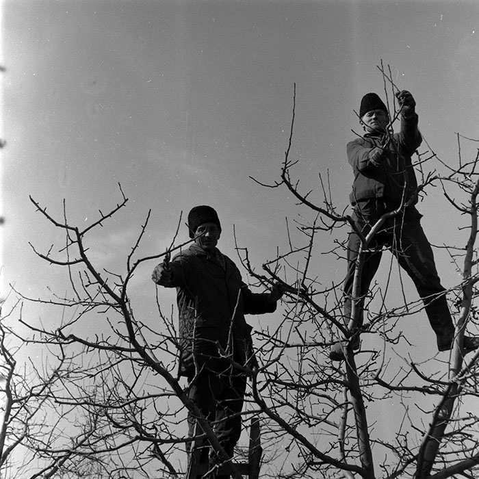 minerva_1986-1987_agrar_c7r2_038