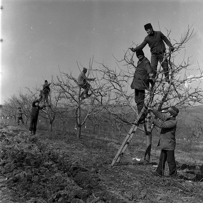 minerva_1986-1987_agrar_c7r2_039