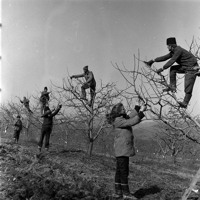 minerva_1986-1987_agrar_c7r2_040