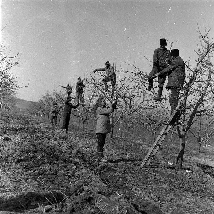 minerva_1986-1987_agrar_c7r2_041