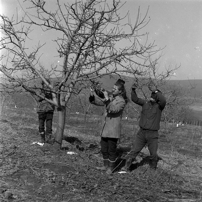 minerva_1986-1987_agrar_c7r2_042