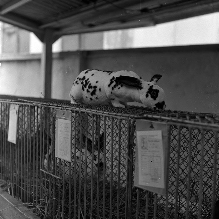 minerva_1986-1987_agrar_c7r4_005