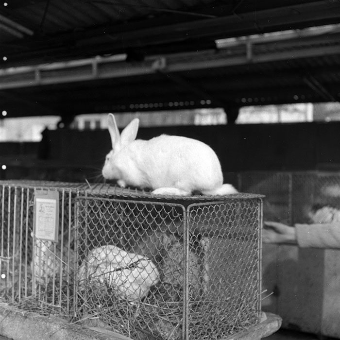 minerva_1986-1987_agrar_c7r4_007