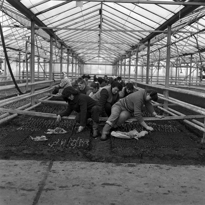 minerva_1986-1987_agrar_c8r2_004