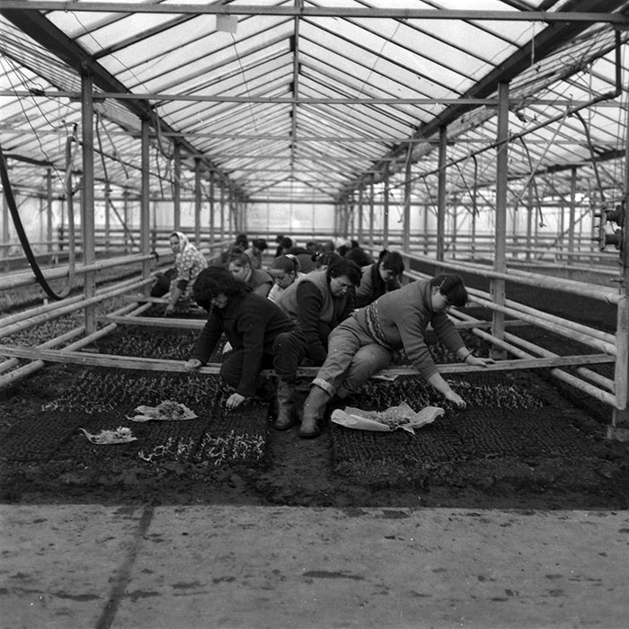 minerva_1986-1987_agrar_c8r2_005