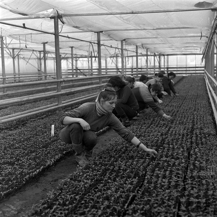 minerva_1986-1987_agrar_c8r2_006