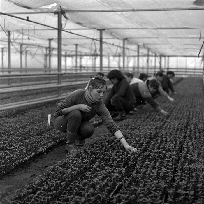 minerva_1986-1987_agrar_c8r2_007