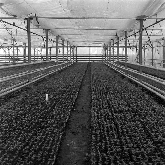 minerva_1986-1987_agrar_c8r2_008