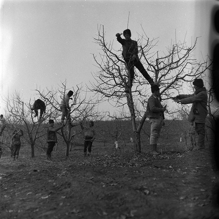 minerva_1986-1987_agrar_c8r3_006