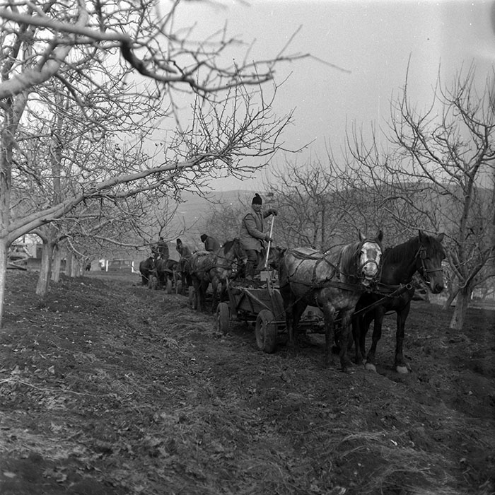 minerva_1986-1987_agrar_c8r3_011