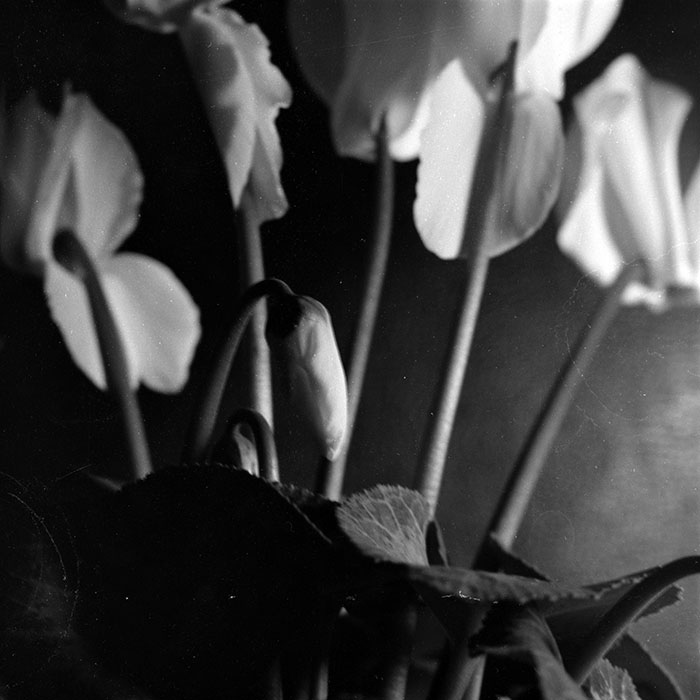 minerva_1986-1987_agrar_c8r4_001