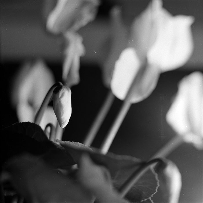 minerva_1986-1987_agrar_c8r4_002