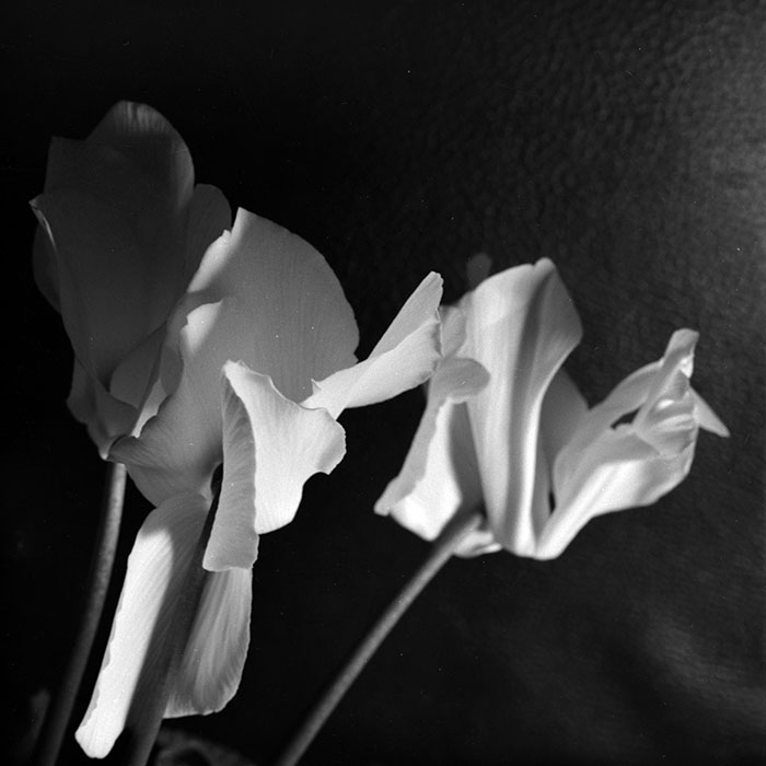 minerva_1986-1987_agrar_c8r4_004