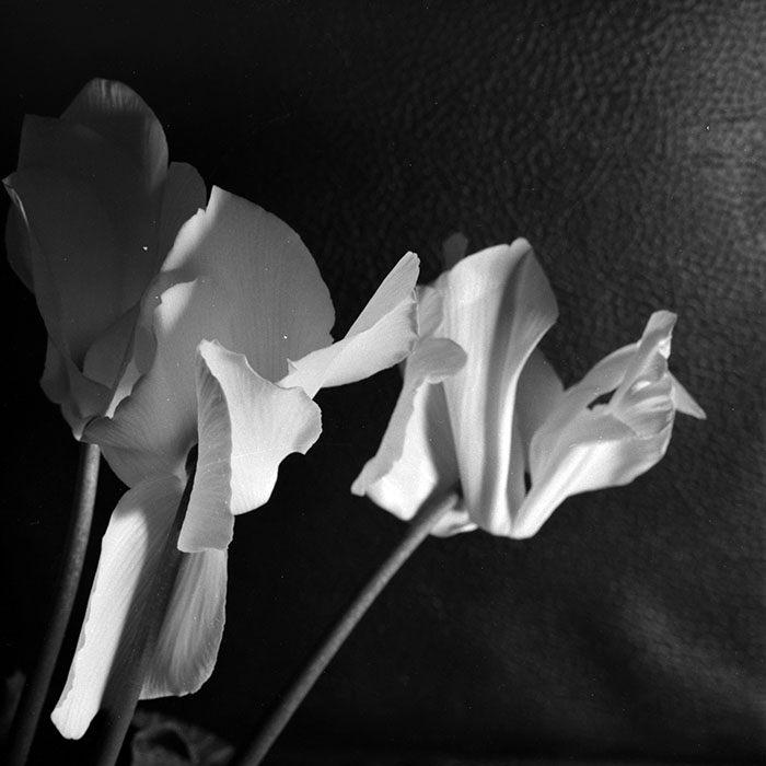 minerva_1986-1987_agrar_c8r4_005