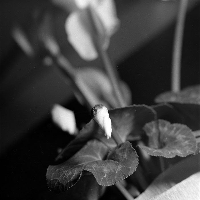 minerva_1986-1987_agrar_c8r4_007