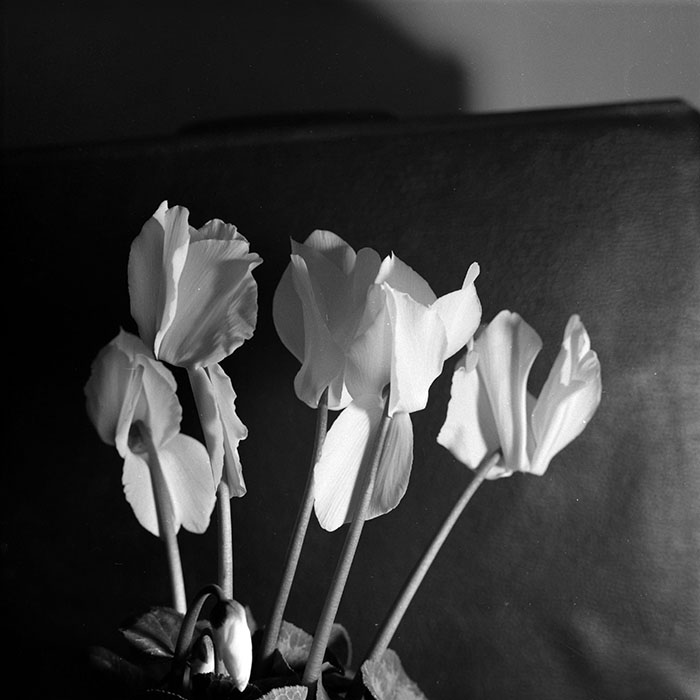 minerva_1986-1987_agrar_c8r4_009